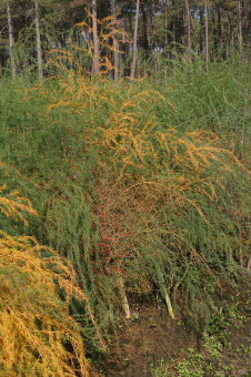 Plants d'asperge présentant des symptômes de Stemphylium